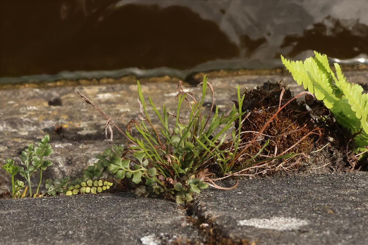 Asplenium septentrionale (door Willem Braam)