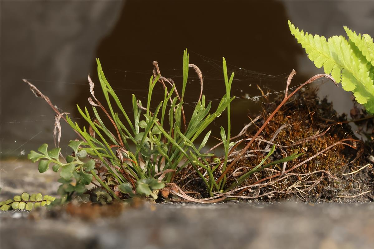 Asplenium septentrionale (door Willem Braam)