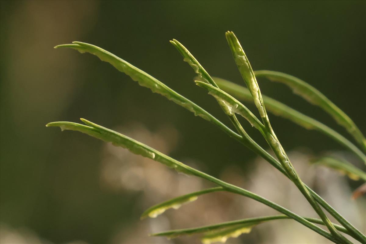 Asplenium septentrionale (door Willem Braam)