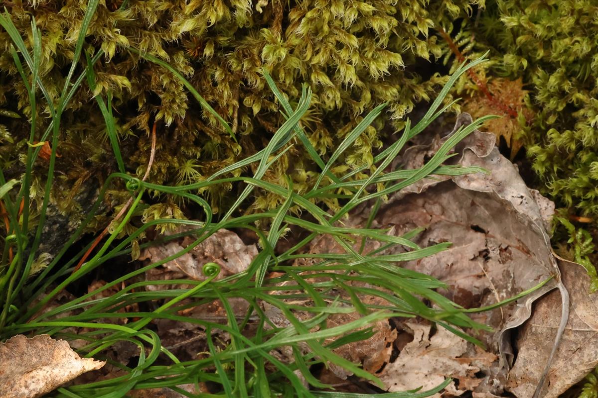 Asplenium septentrionale (door Willem Braam)