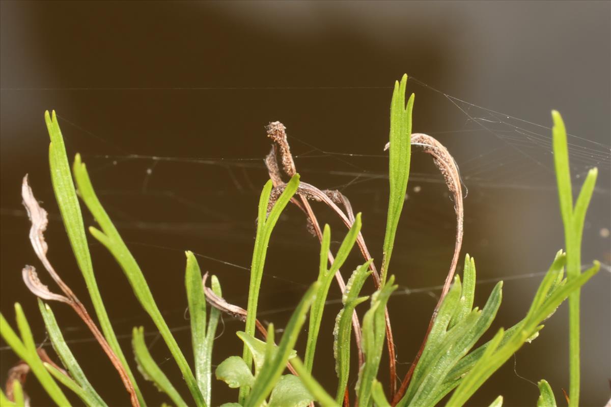 Asplenium septentrionale (door Willem Braam)