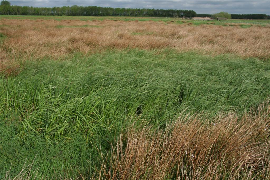 Carex aquatilis (door Willem Braam)