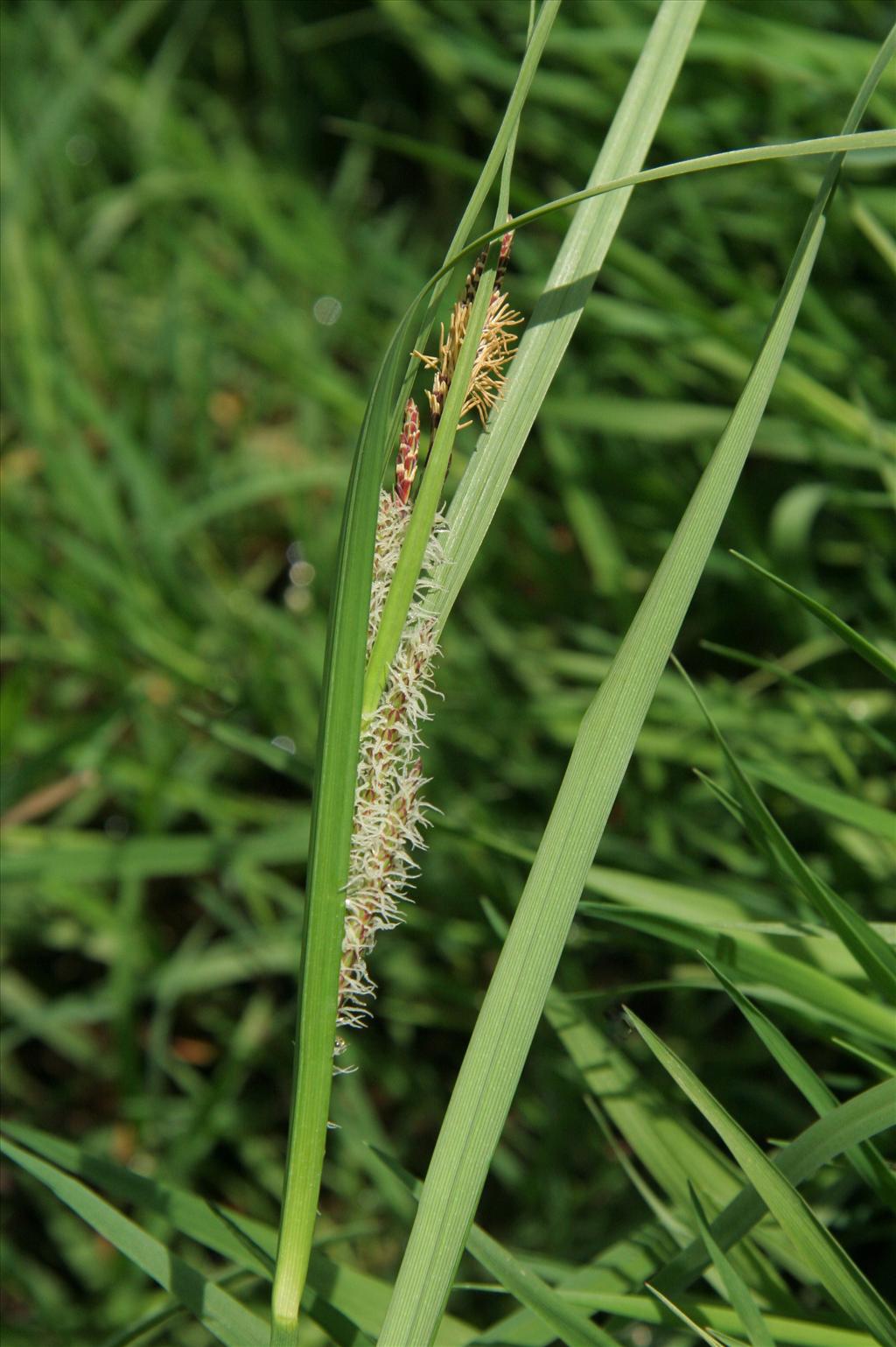 Carex aquatilis (door Willem Braam)