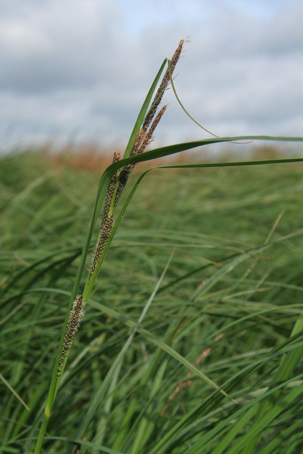 Carex aquatilis (door Willem Braam)