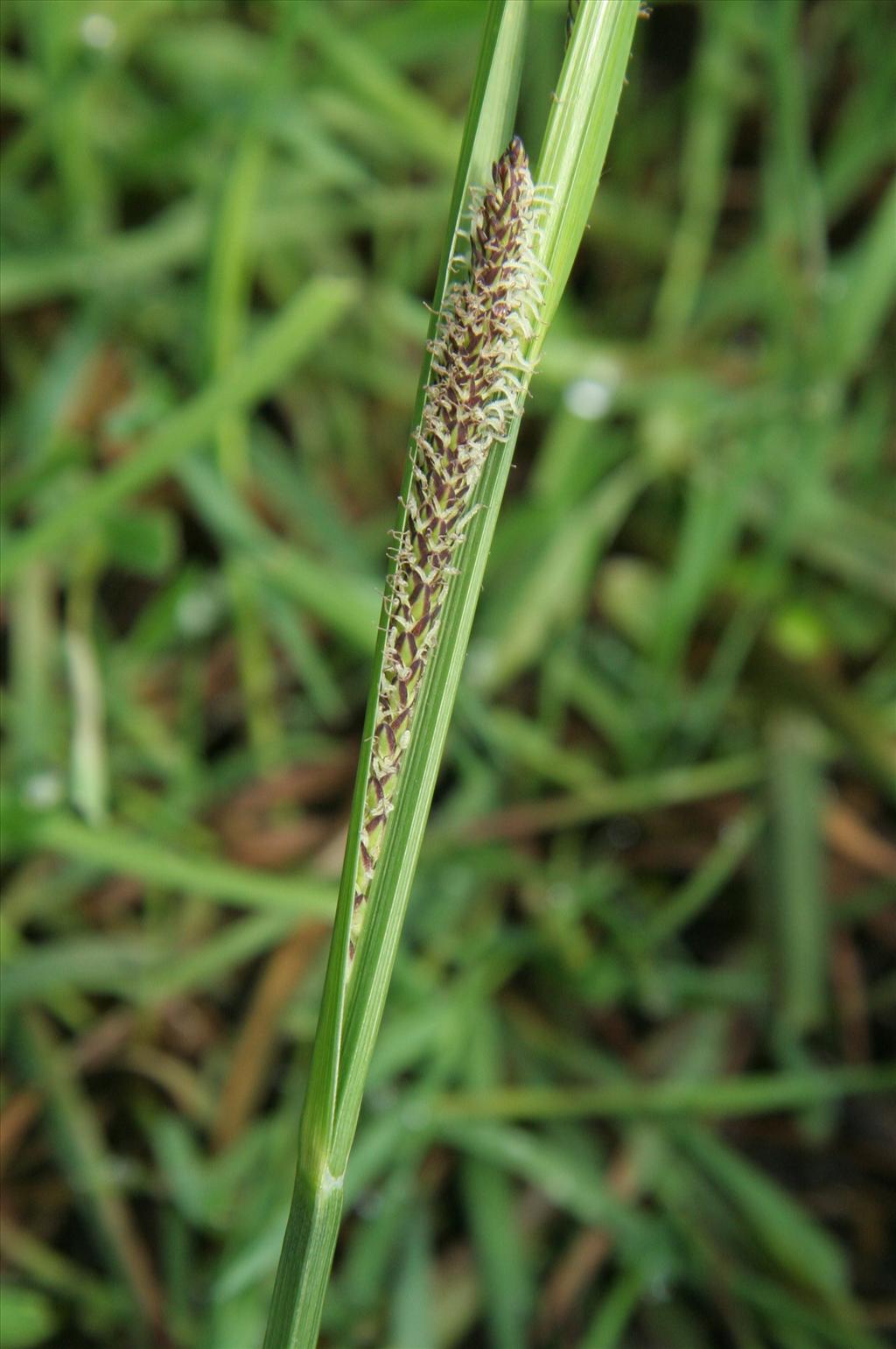 Carex aquatilis (door Willem Braam)