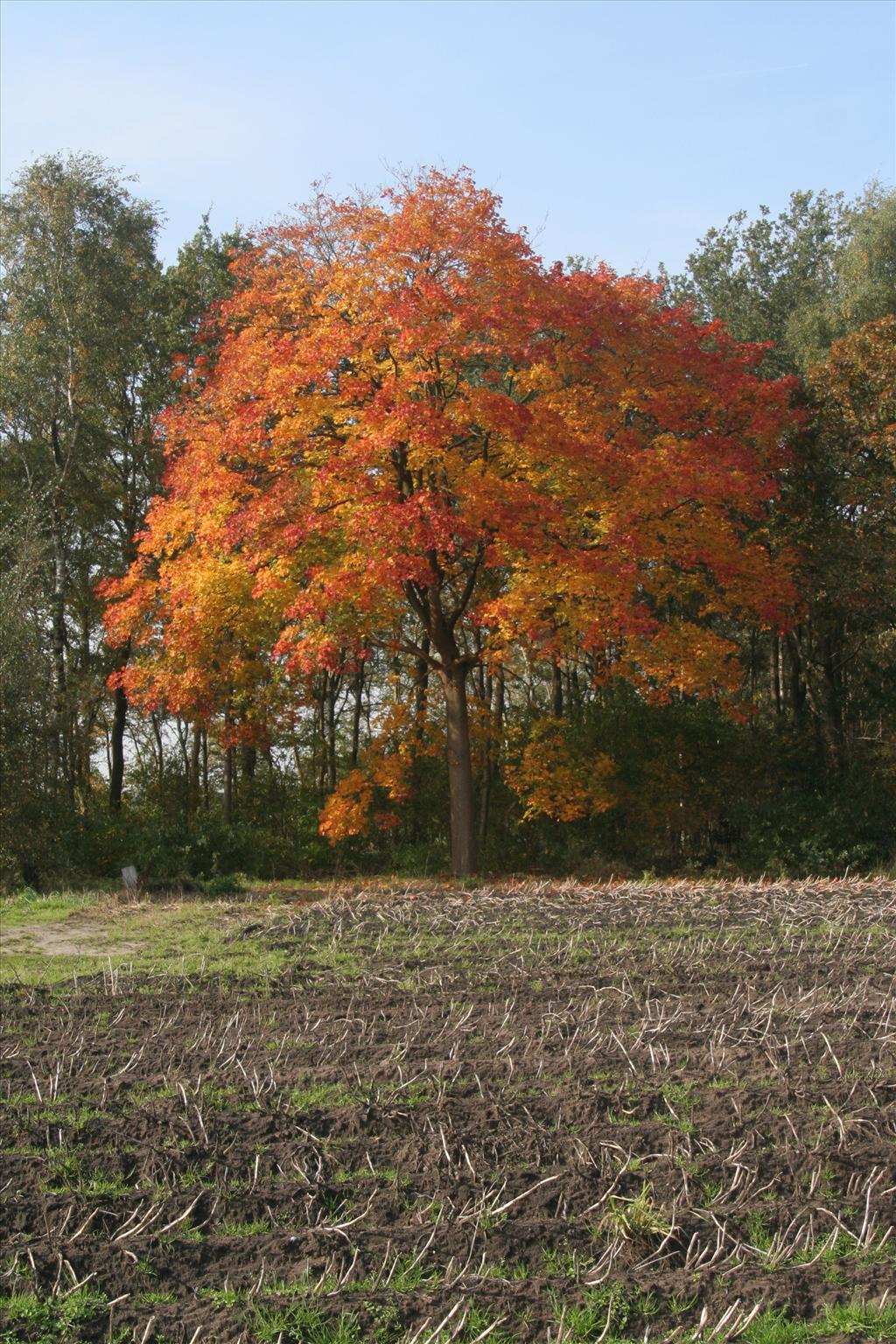 Acer platanoides (door Willem Braam)