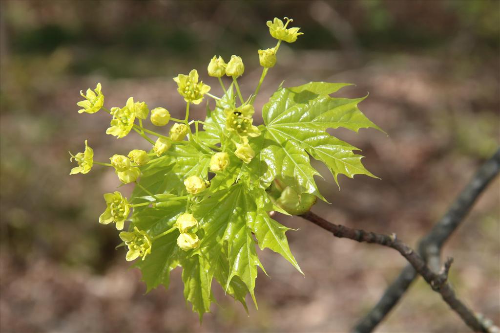 Acer platanoides (door Willem Braam)