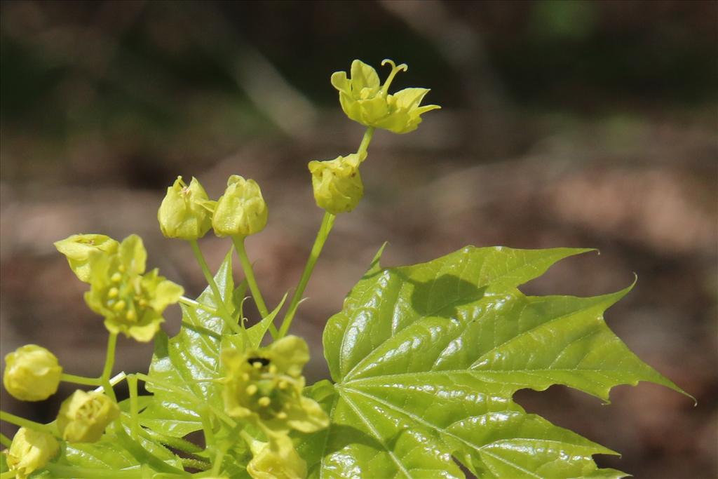 Acer platanoides (door Willem Braam)