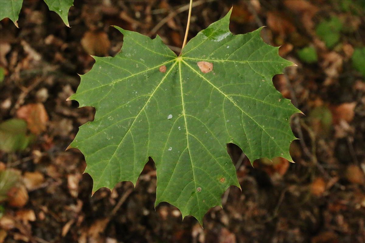 Acer platanoides (door Willem Braam)