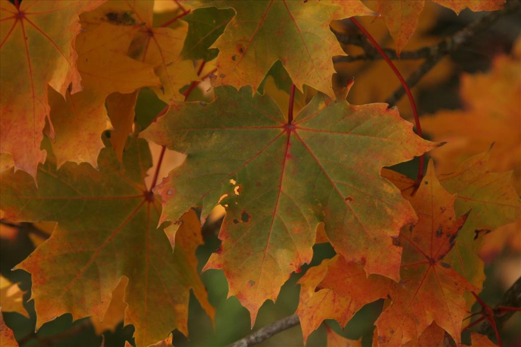 Acer platanoides (door Willem Braam)