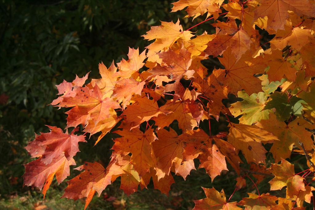 Acer platanoides (door Willem Braam)