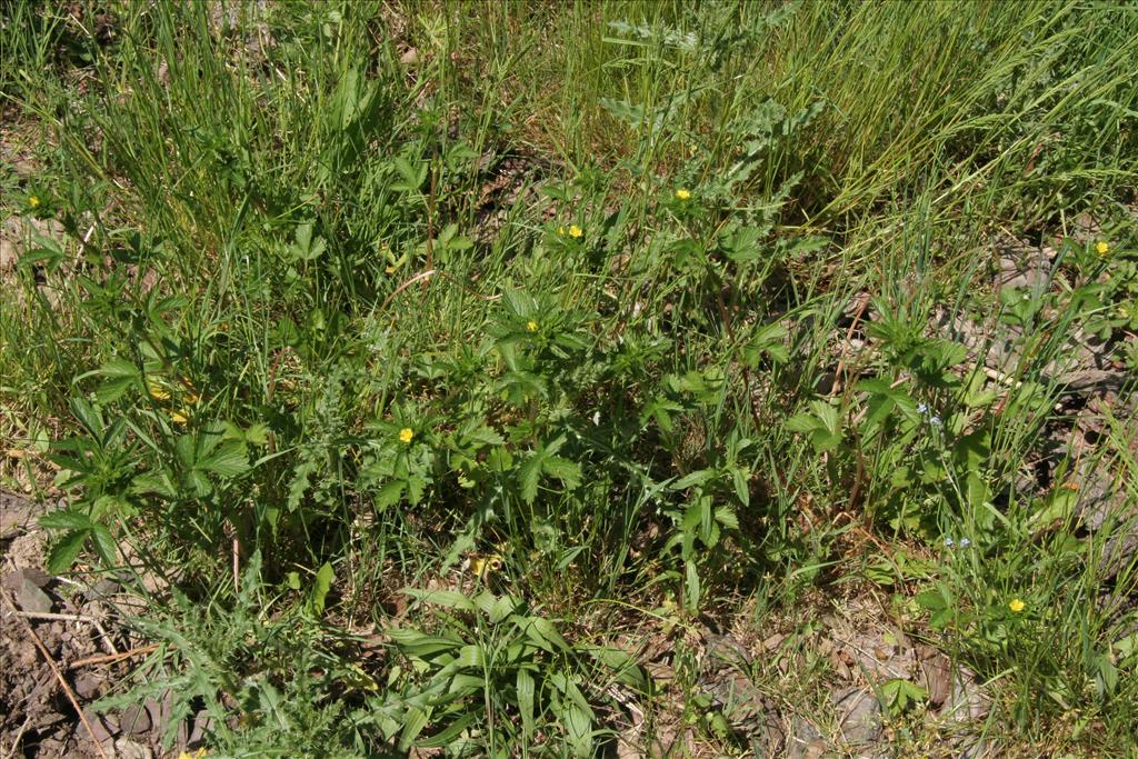 Potentilla norvegica (door Willem Braam)