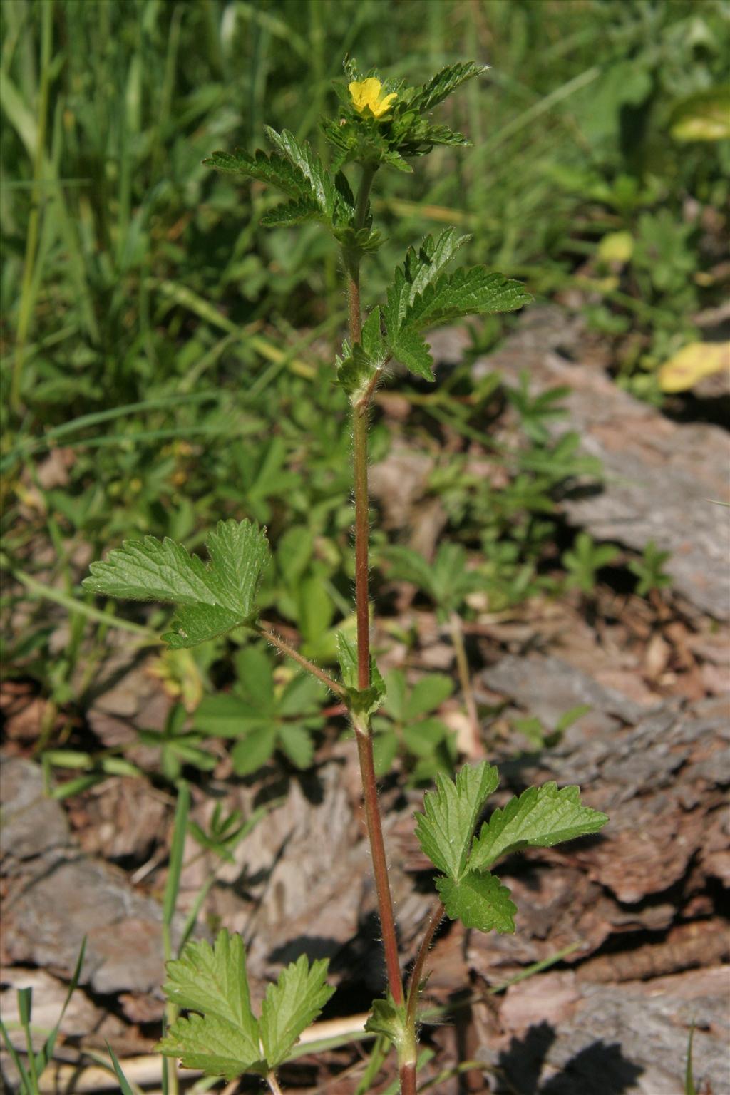 Potentilla norvegica (door Willem Braam)