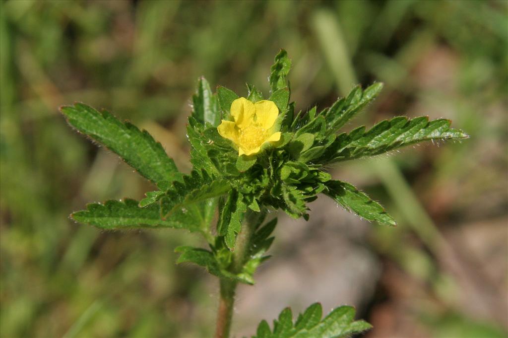 Potentilla norvegica (door Willem Braam)