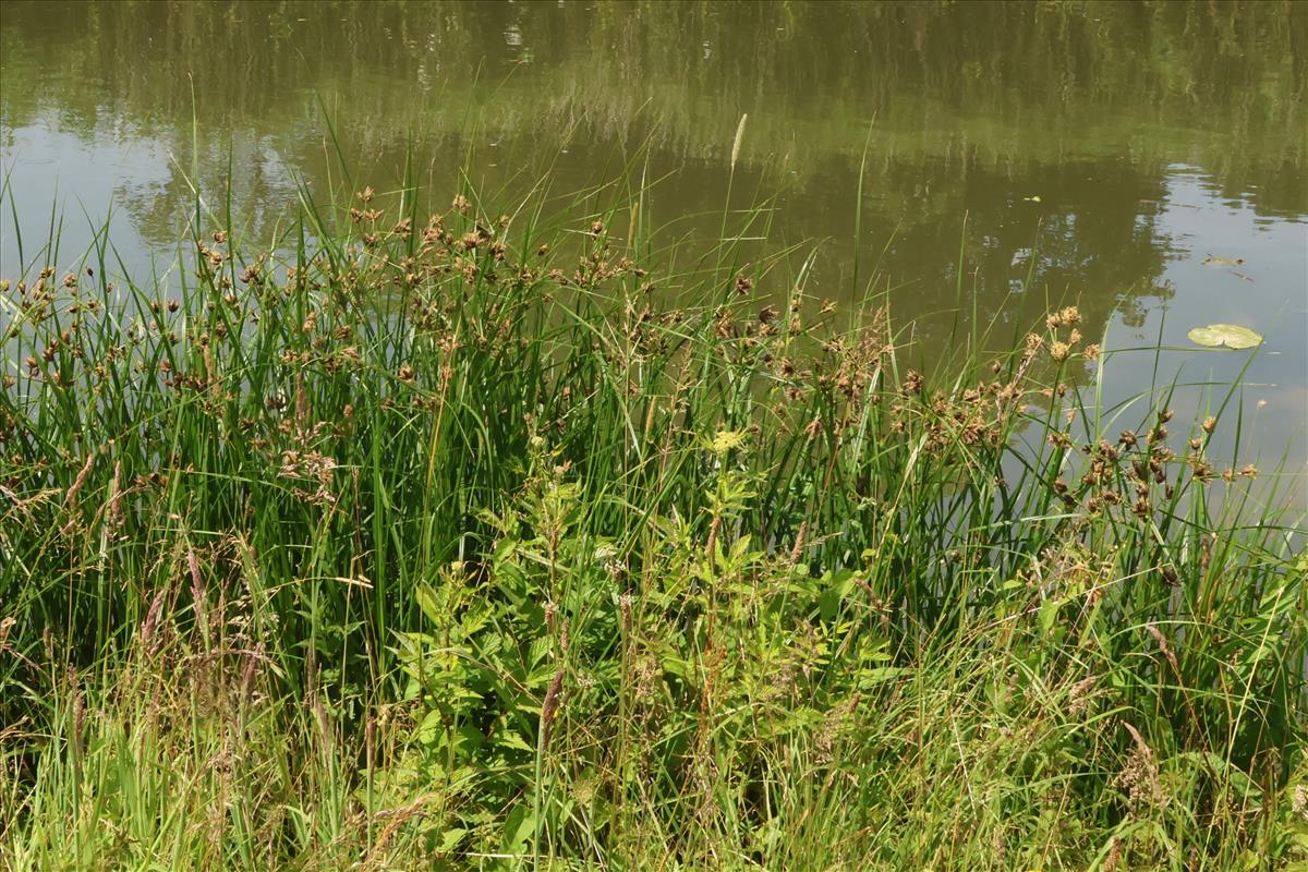 Bolboschoenus laticarpus (door Willem Braam)