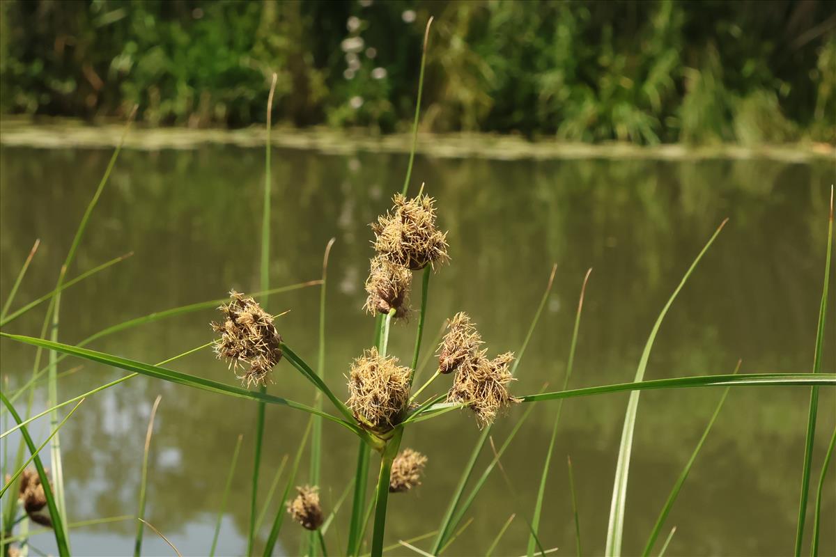 Bolboschoenus laticarpus (door Willem Braam)