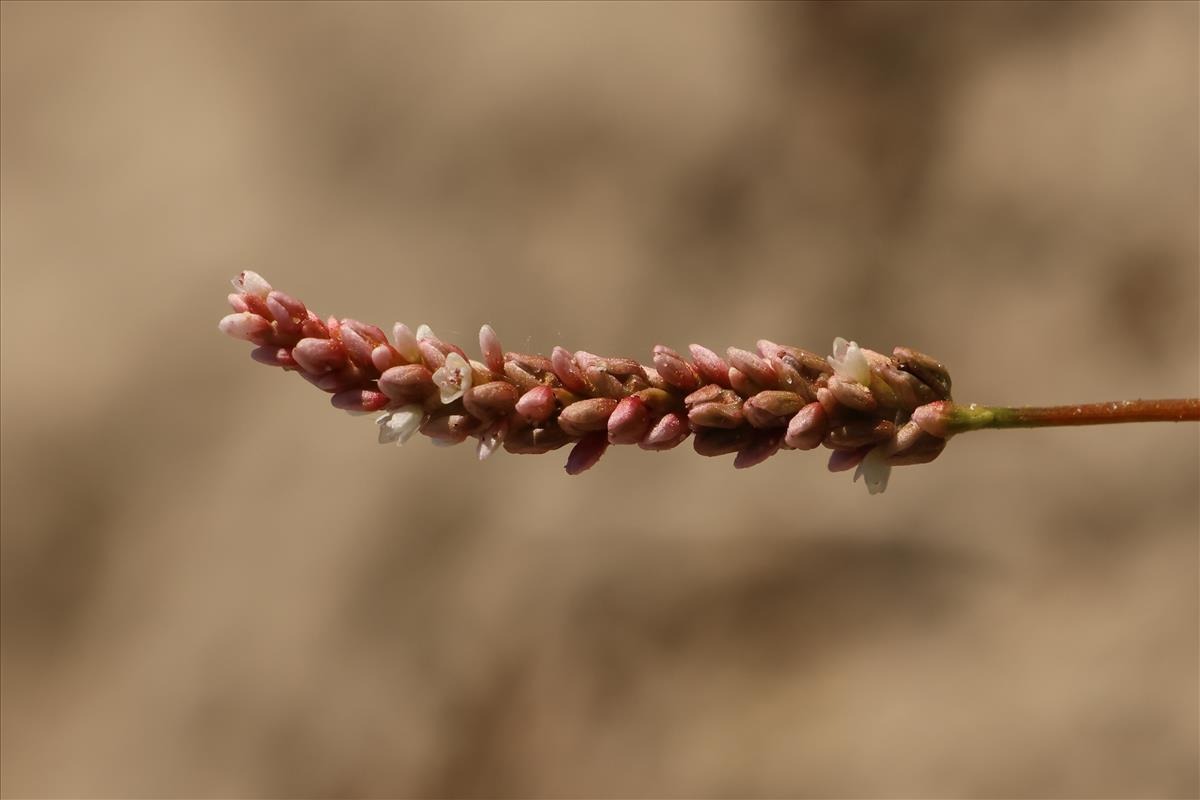 Persicaria lapathifolia (door Willem Braam)
