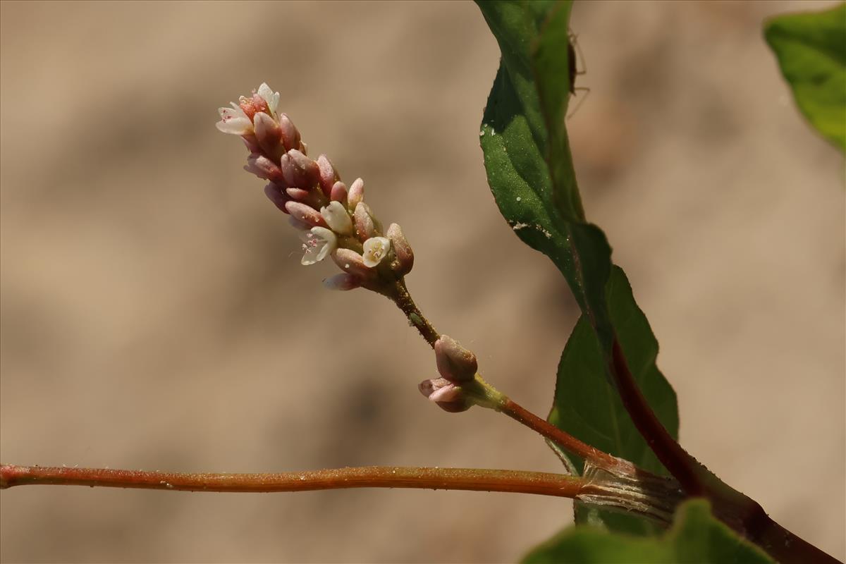 Persicaria lapathifolia (door Willem Braam)