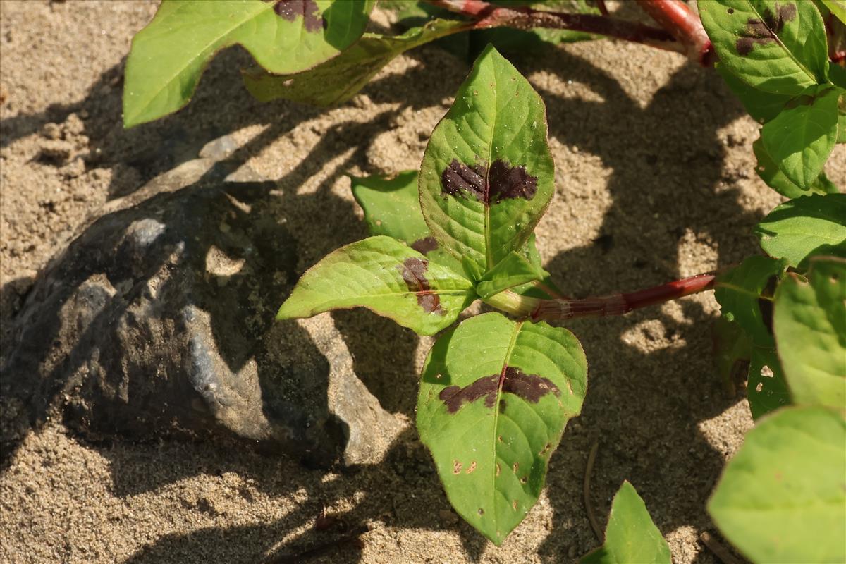 Persicaria lapathifolia (door Willem Braam)