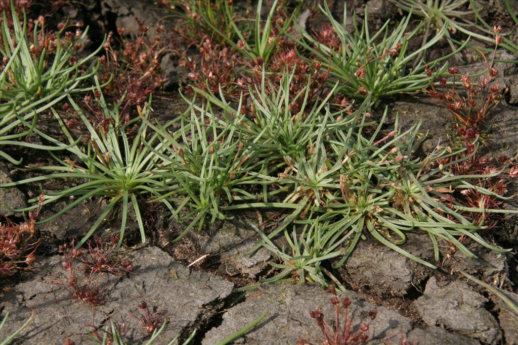 Littorella uniflora (door Willem Braam)