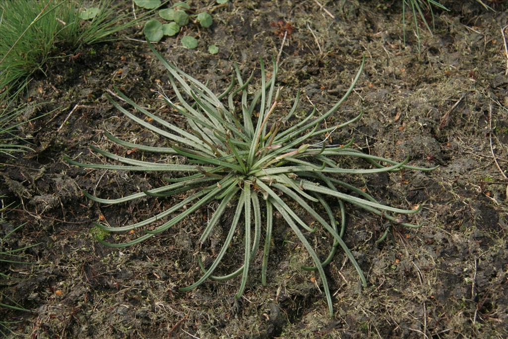 Littorella uniflora (door Willem Braam)