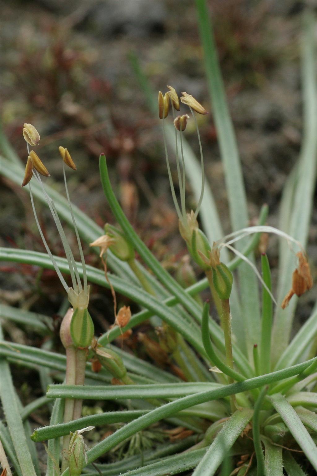 Littorella uniflora (door Willem Braam)