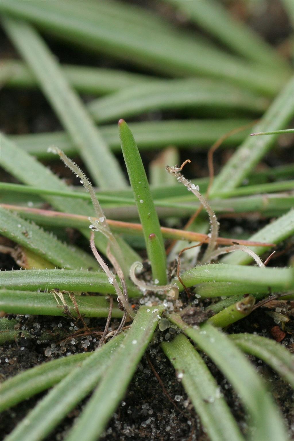 Littorella uniflora (door Willem Braam)