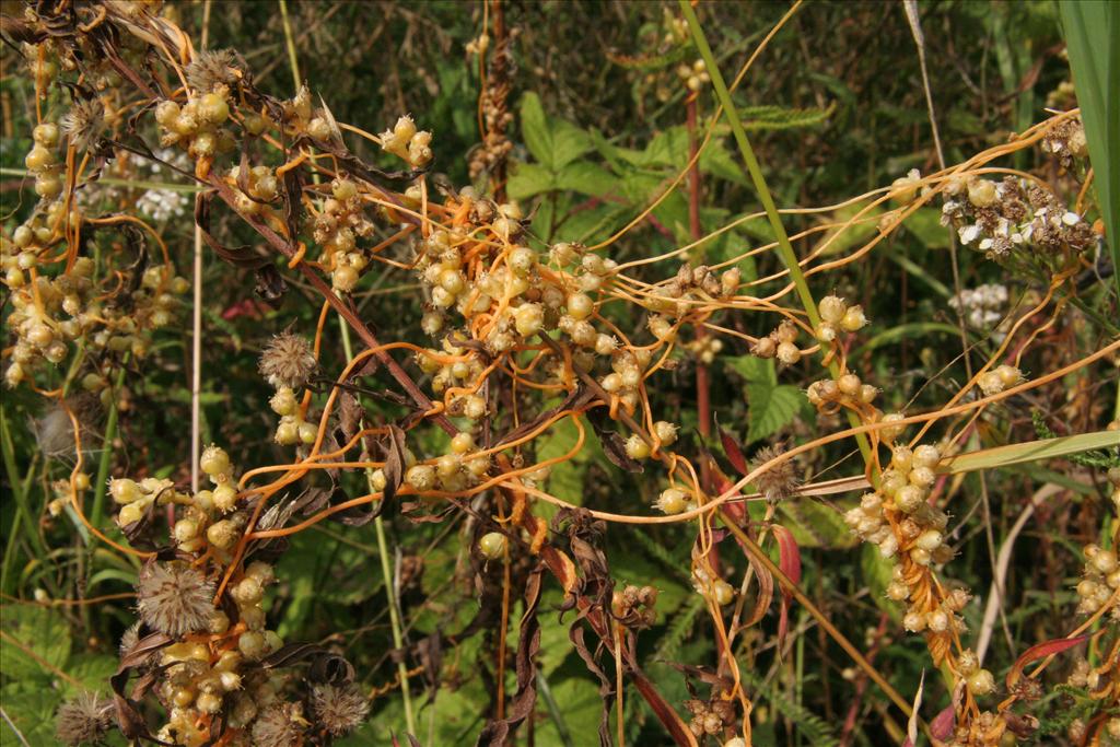 Cuscuta gronovii (door Willem Braam)