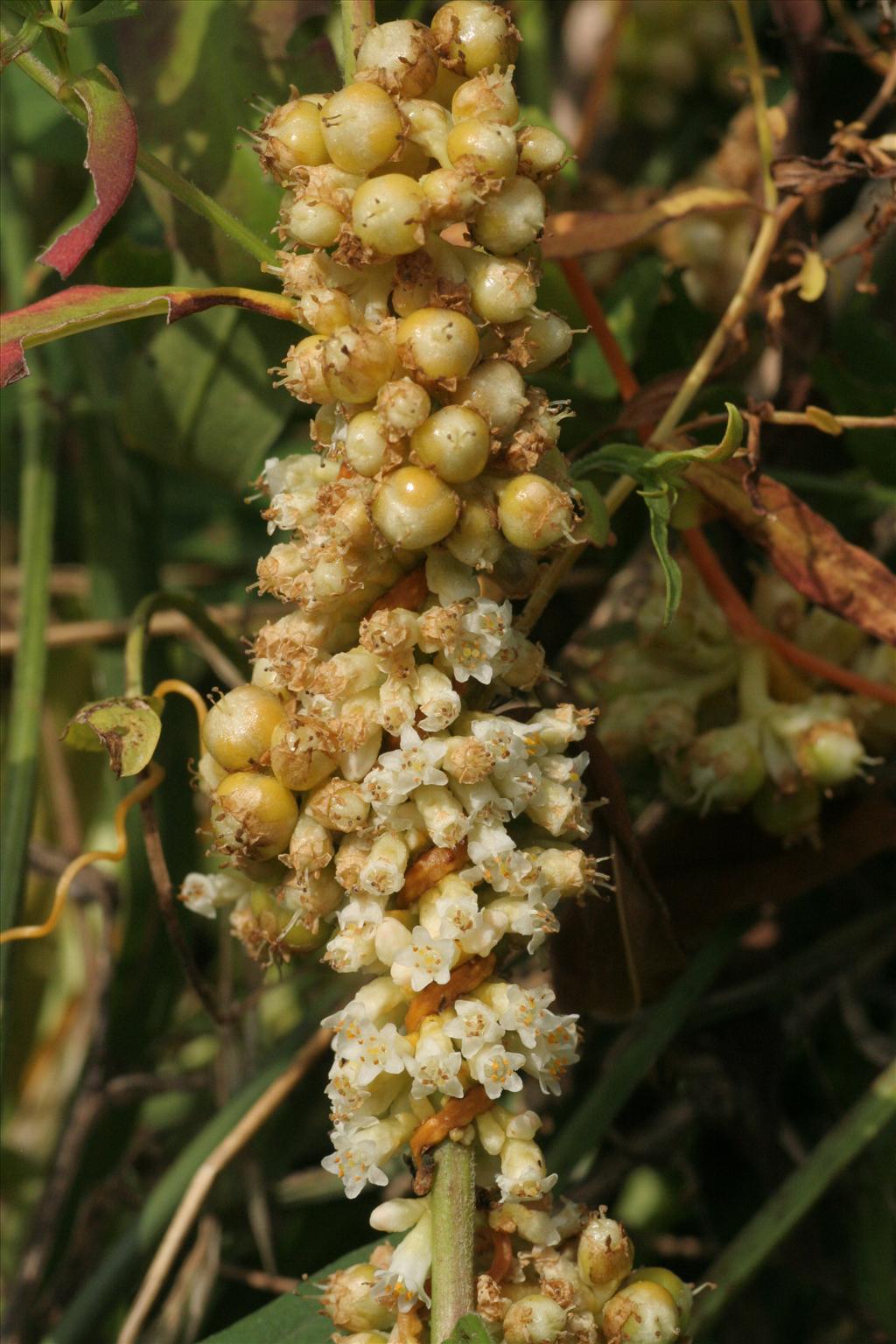 Cuscuta gronovii (door Willem Braam)