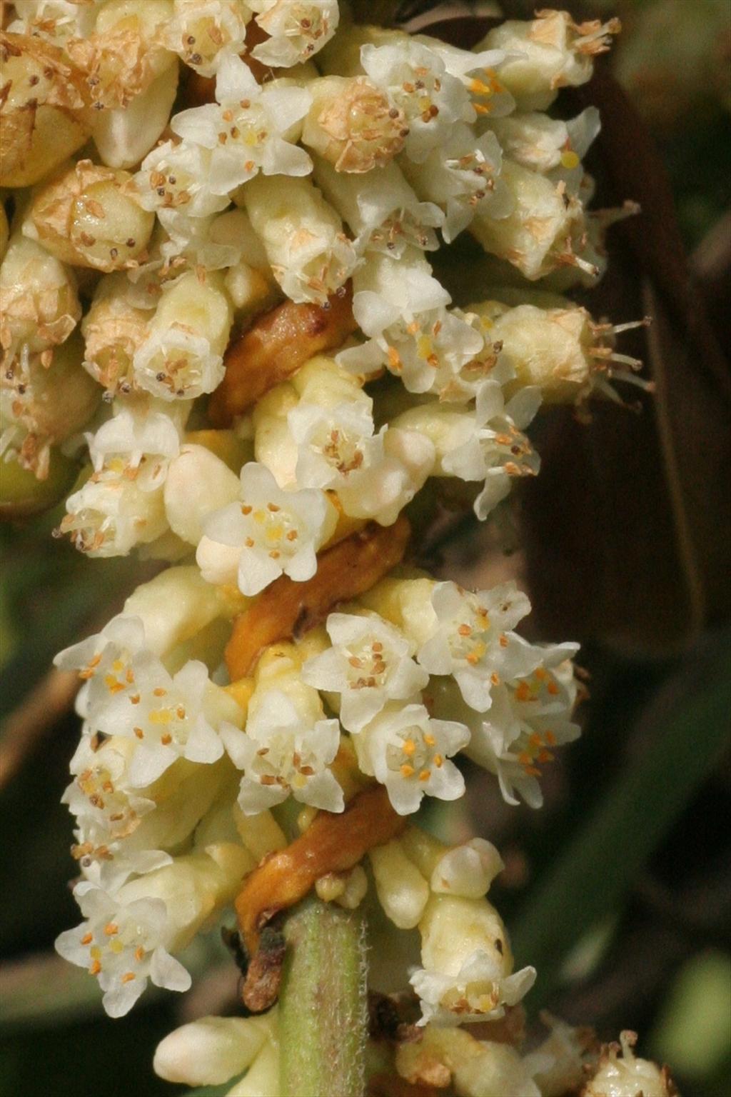 Cuscuta gronovii (door Willem Braam)