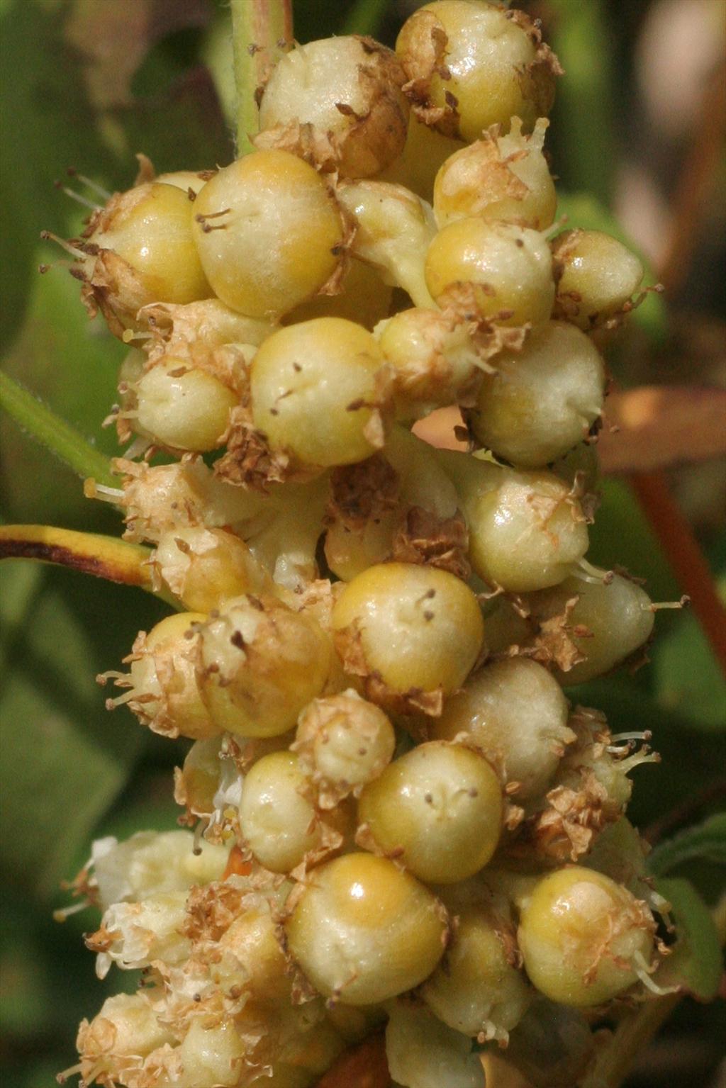 Cuscuta gronovii (door Willem Braam)