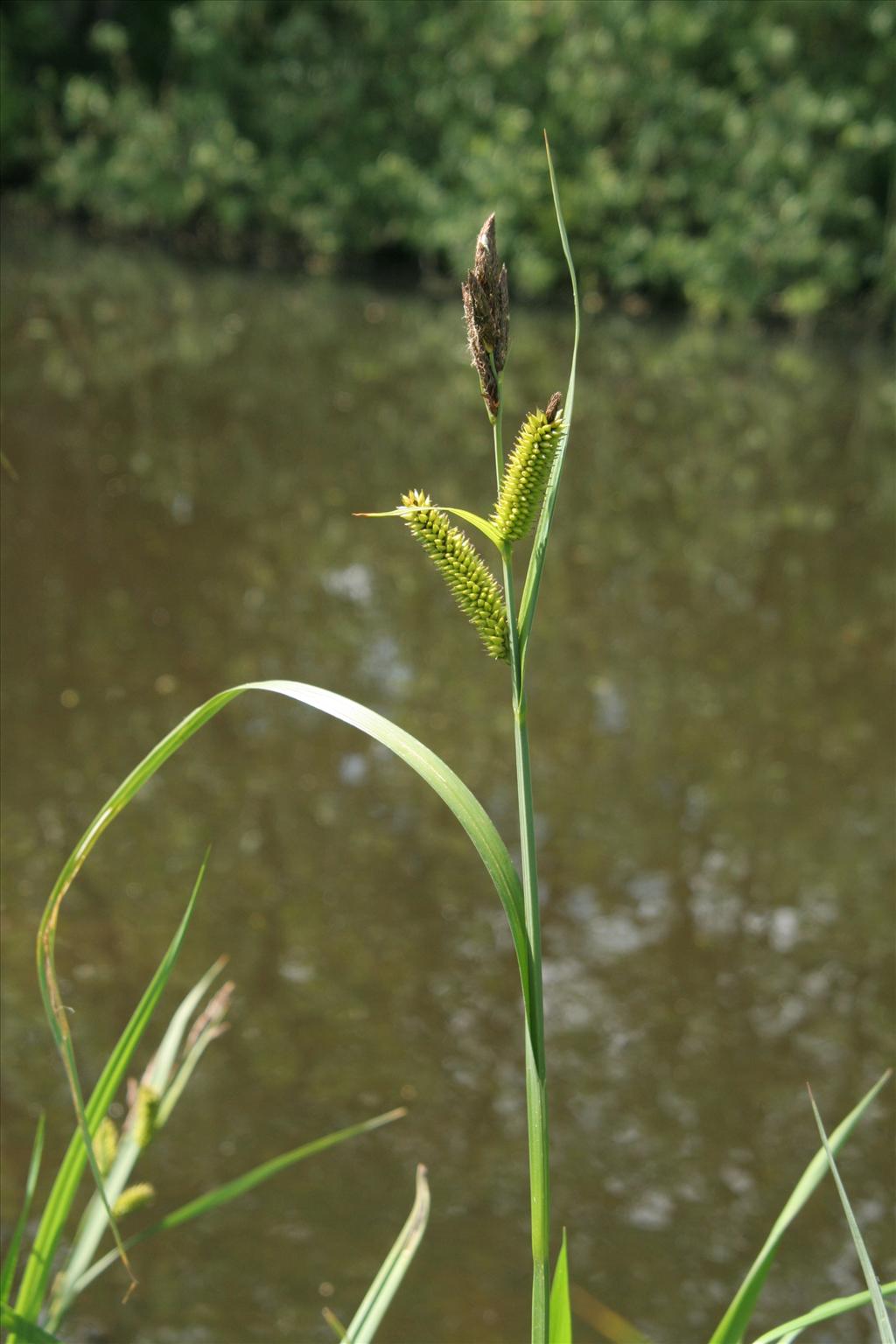 Carex riparia (door Willem Braam)