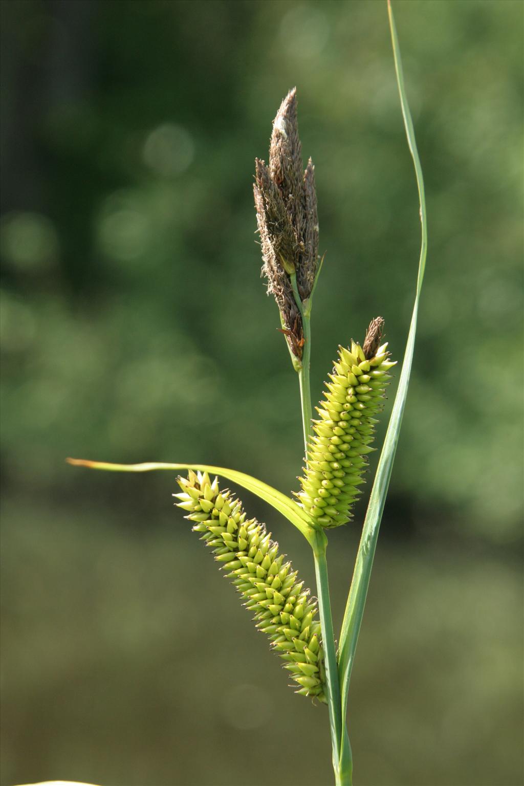 Carex riparia (door Willem Braam)