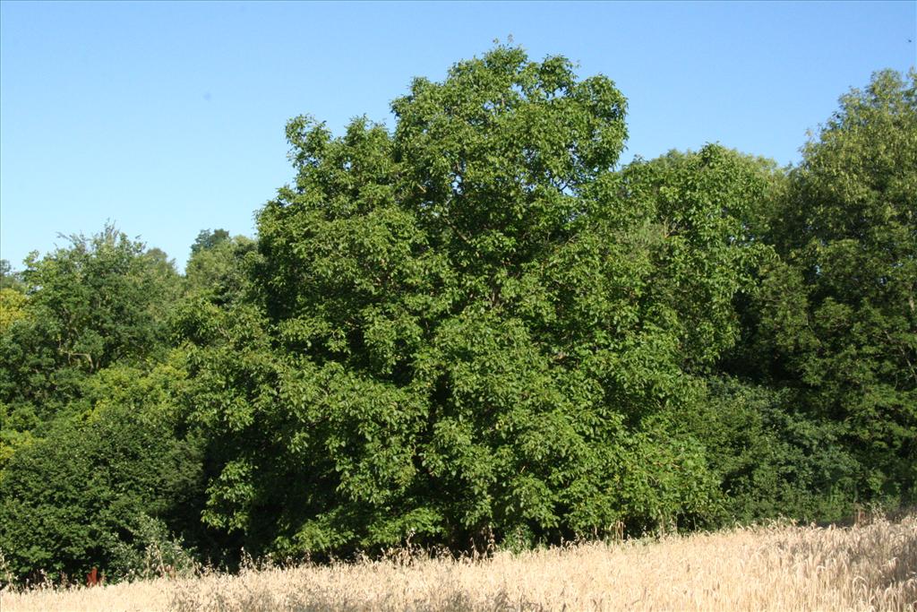 Juglans regia (door Willem Braam)