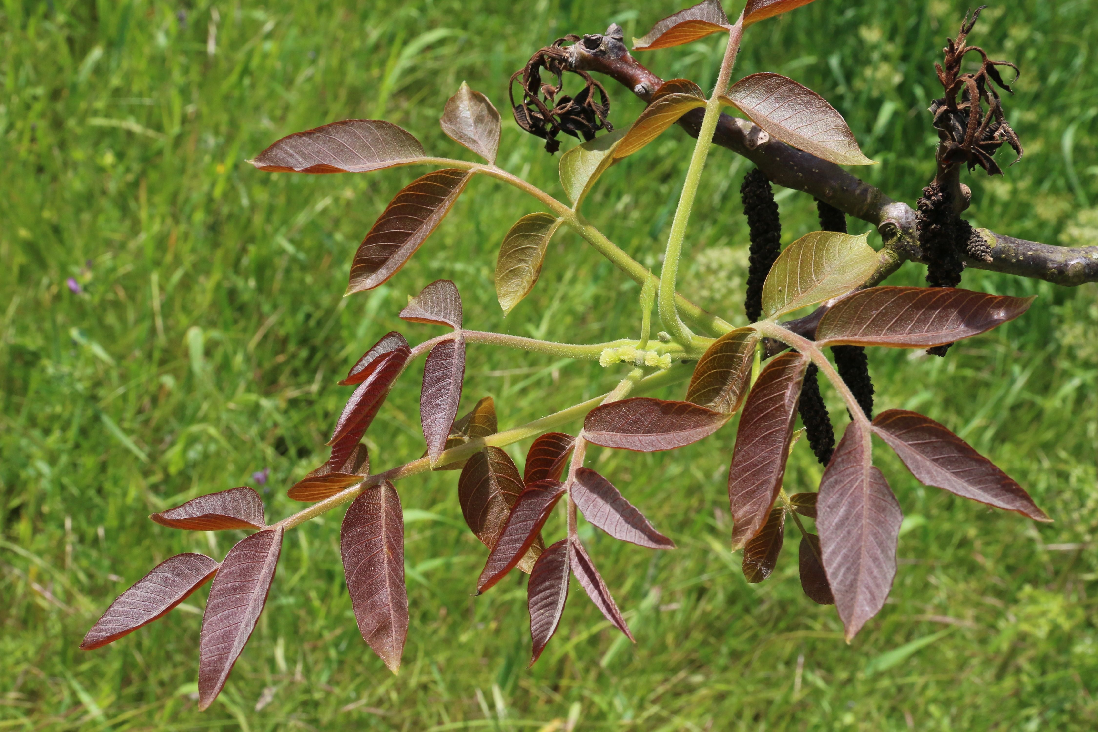 Juglans regia (door Willem Braam)