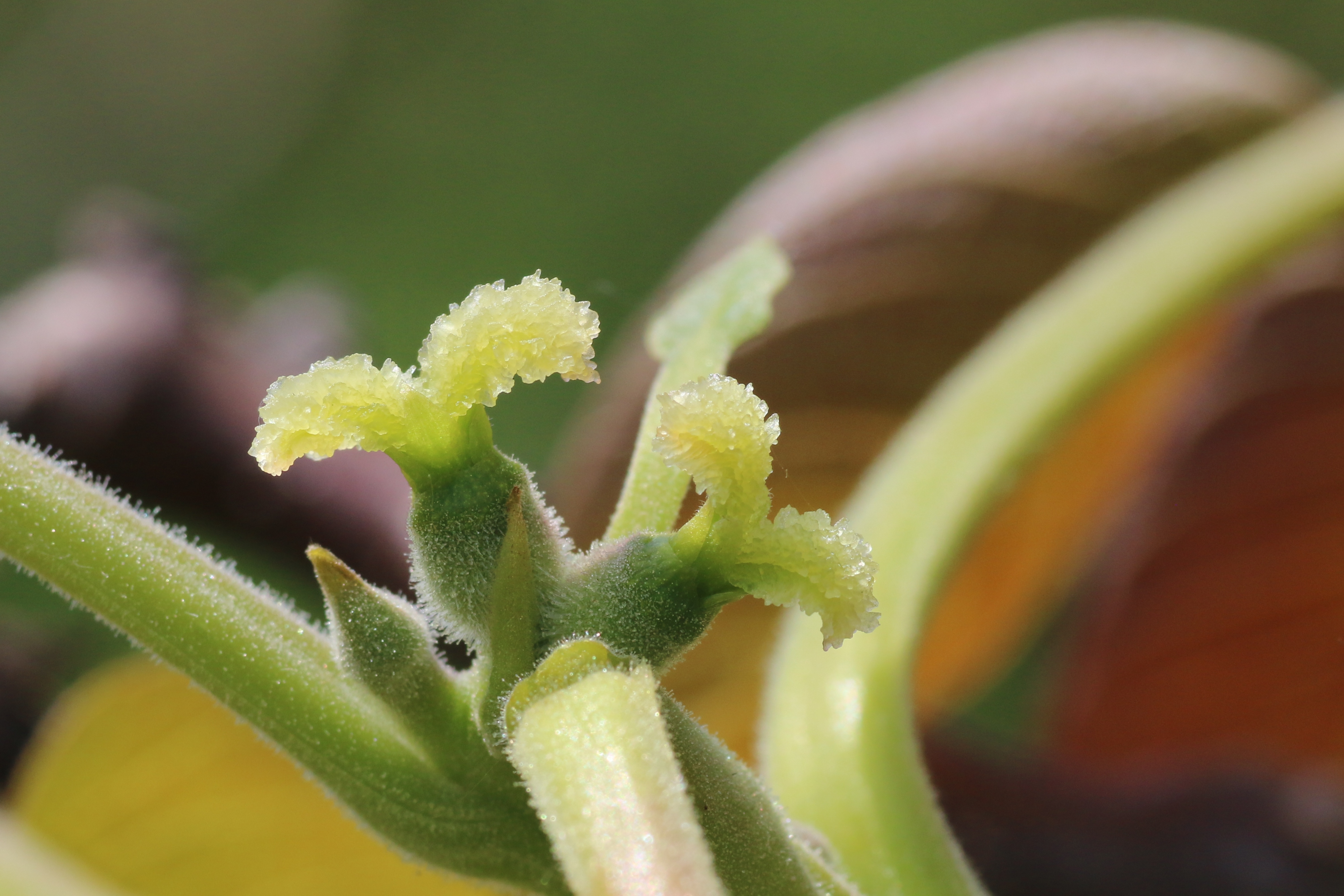 Juglans regia (door Willem Braam)