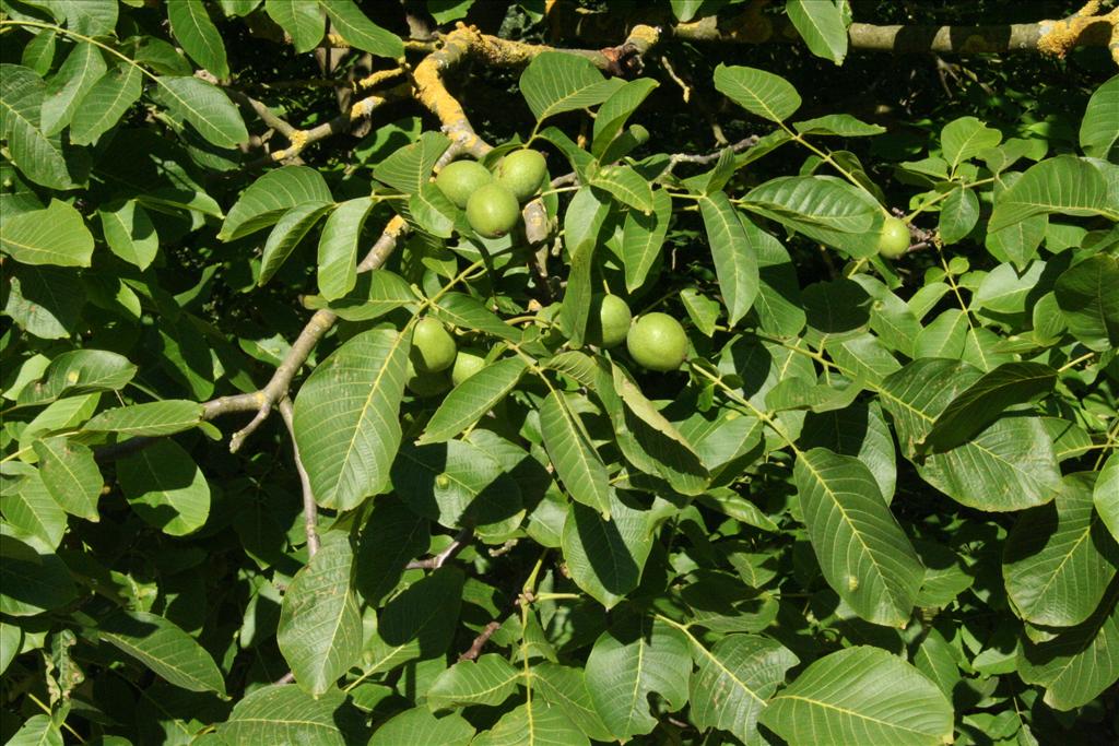 Juglans regia (door Willem Braam)