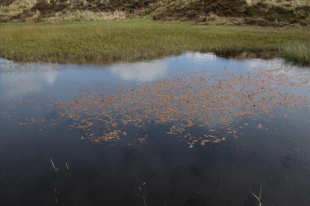 Potamogeton gramineus (door Willem Braam)