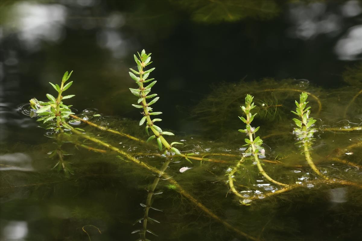 Myriophyllum heterophyllum (door Willem Braam)