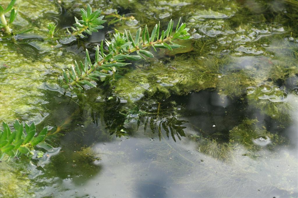 Myriophyllum heterophyllum (door Willem Braam)