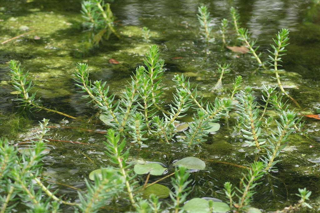 Myriophyllum heterophyllum (door Willem Braam)