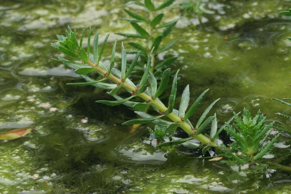 Myriophyllum heterophyllum (door Willem Braam)