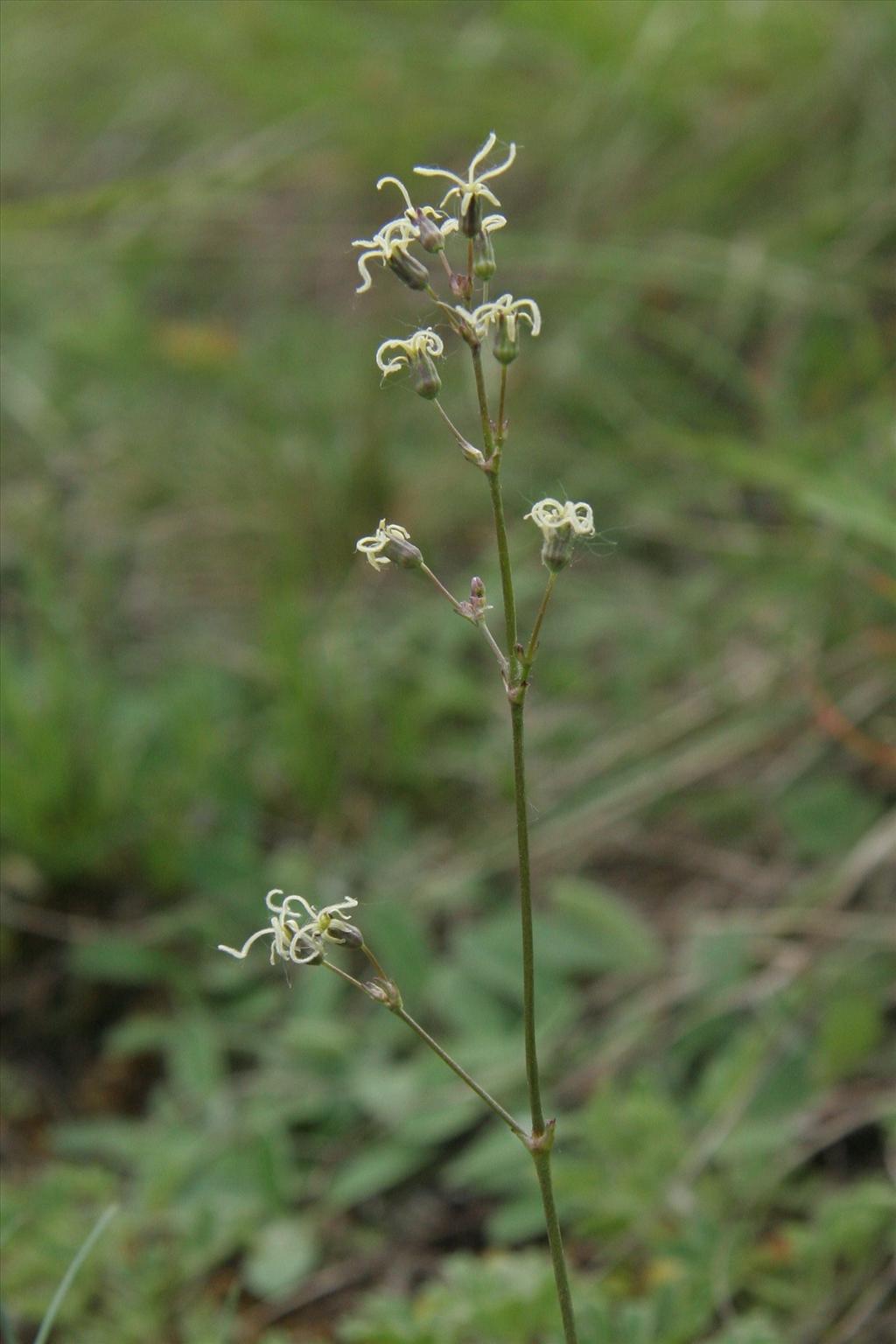 Silene otites (door Willem Braam)