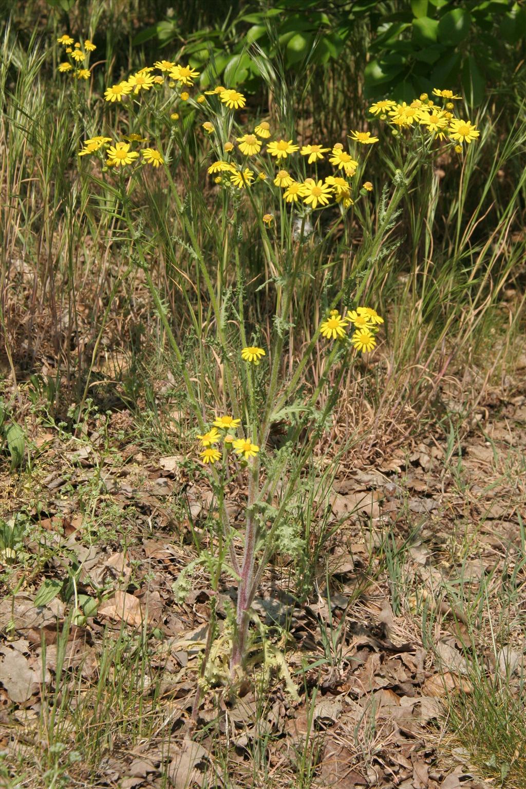 Senecio vernalis (door Willem Braam)