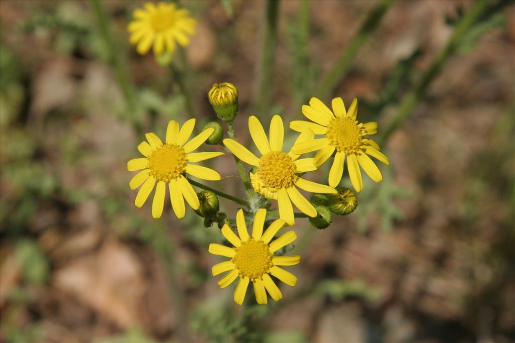 Senecio vernalis (door Willem Braam)