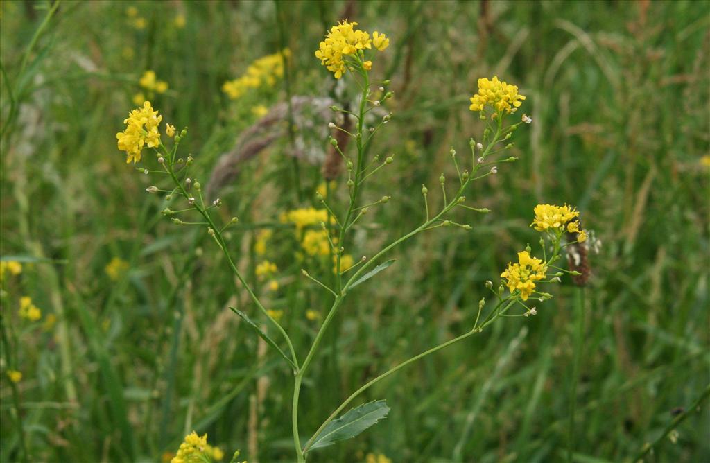 Rorippa austriaca (door Willem Braam)