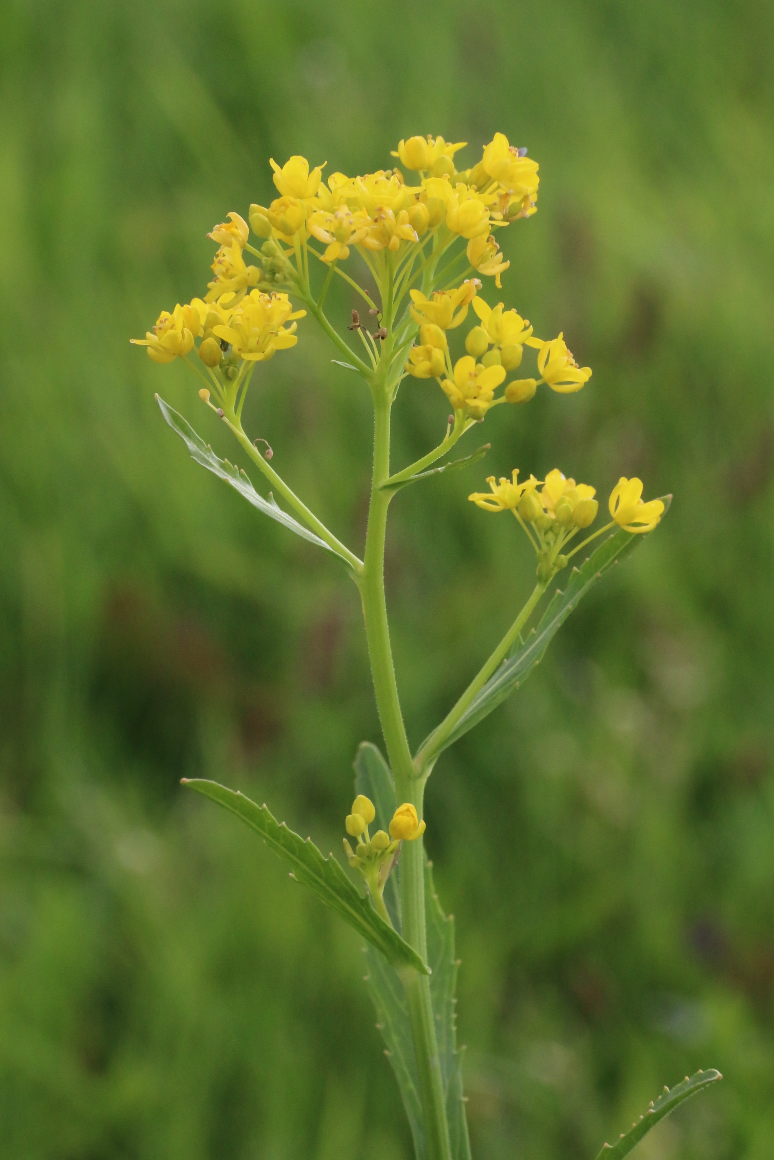 Rorippa austriaca (door Willem Braam)