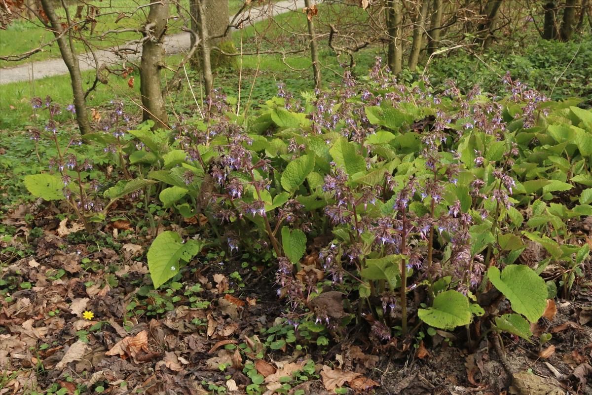 Trachystemon orientalis (door Willem Braam)