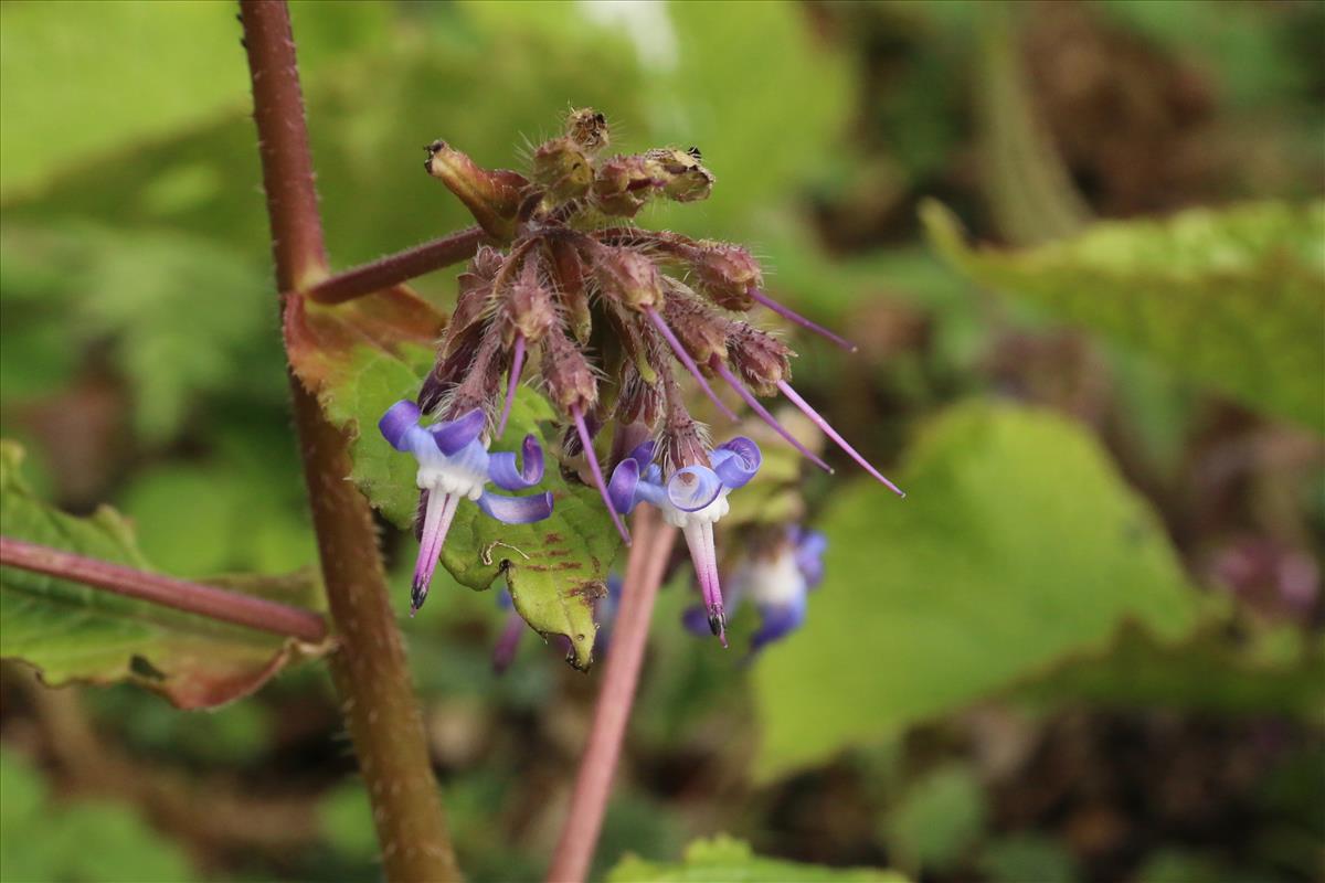 Trachystemon orientalis (door Willem Braam)