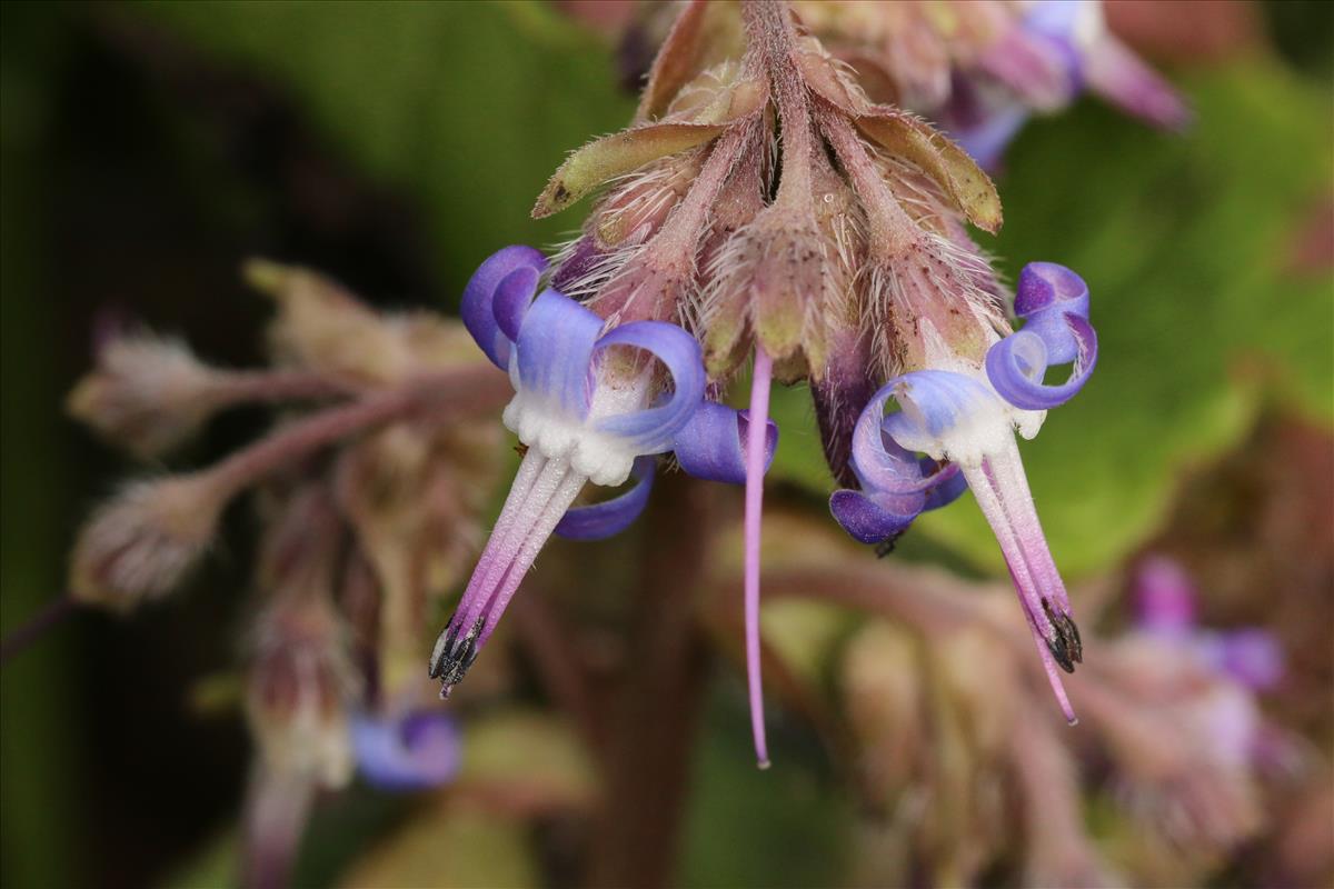 Trachystemon orientalis (door Willem Braam)